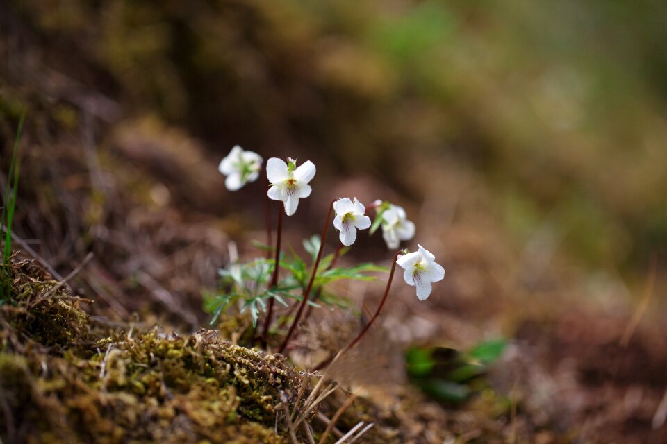 Plants wildflower male ash flowers