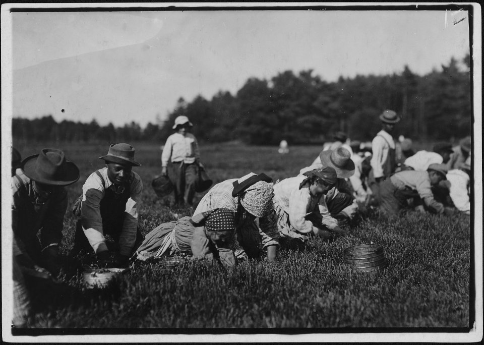 Susie Fava, picks 8 pails a day. Said 8 years old. Gets 8 (cents) a pail. Rochester, Mass. - NARA - 523473