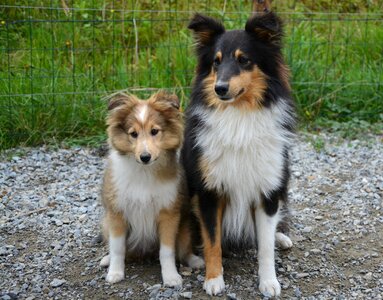 Pup female male photo