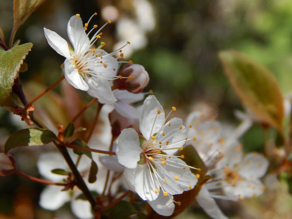 Cherry flower spring
