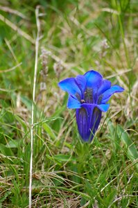 Alpine flower flower blue flower
