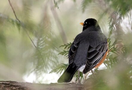 Wing feather robin