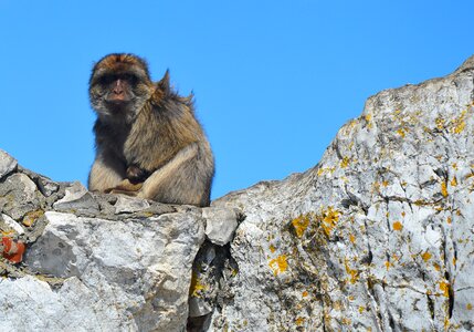 Barbary ape monkey rock gibraltar photo