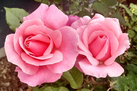 Blooming floral garden