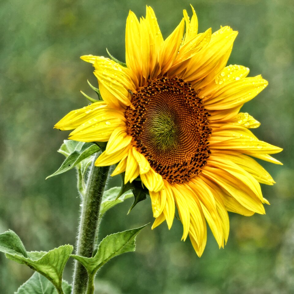 Sunflower edge of field nature