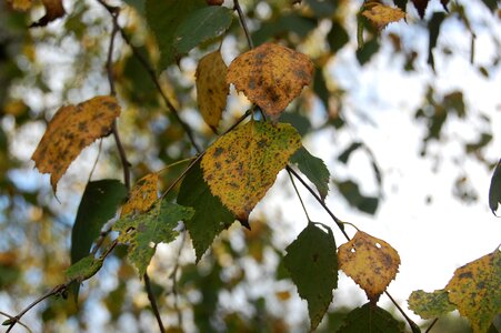 Golden autumn nature tree