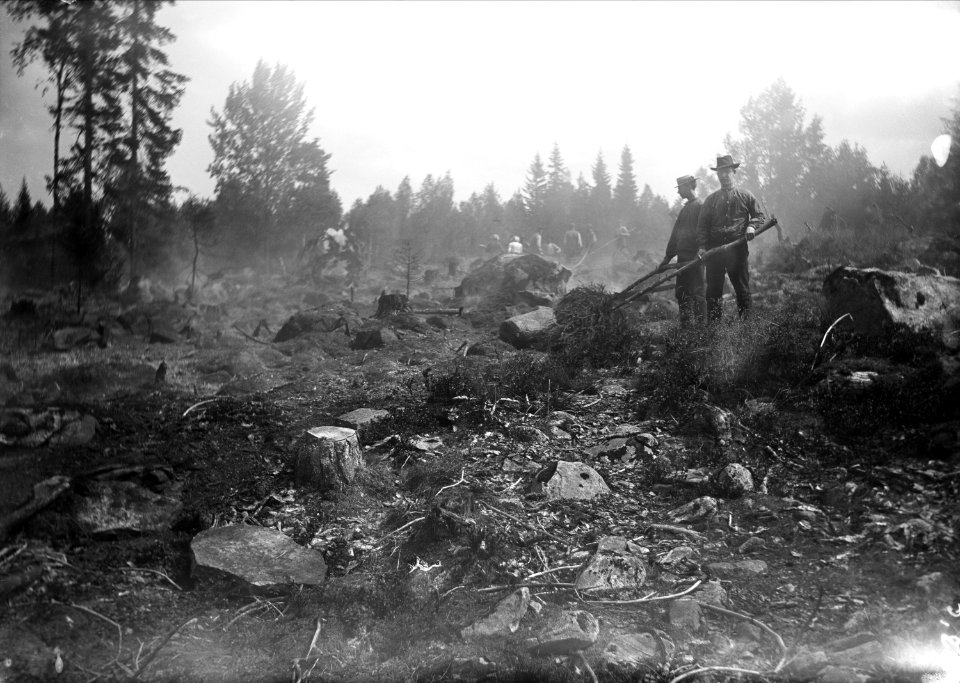 Svedjebruk. Svedjelandsbränning. Man dämpar elden efter kanterna med granruskor - Nordiska museet - NMA.0052056