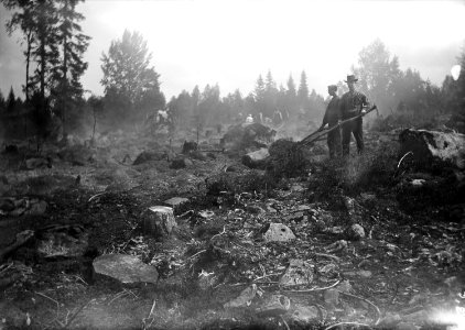 Svedjebruk. Svedjelandsbränning. Man dämpar elden efter kanterna med granruskor - Nordiska museet - NMA.0052056 photo