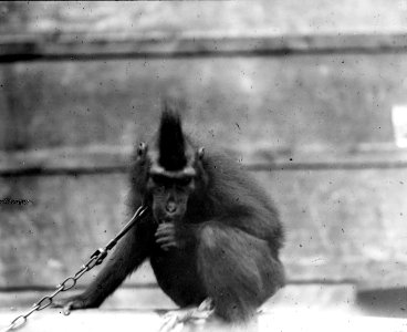 Svart apa (Cynopithecus niger). Kabupaten Bolaang Mongondow, Menado, Sulawesi. Indonesien - SMVK - 1976D