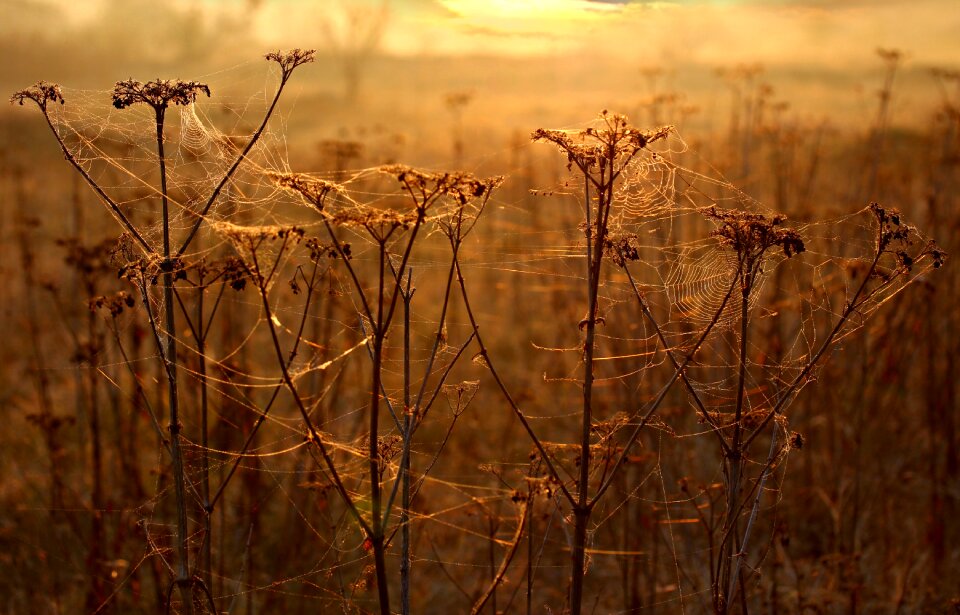 Autumn plants camp