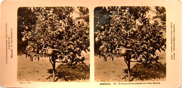 Svet. Caucasus. 045. New Athos. Orange tree