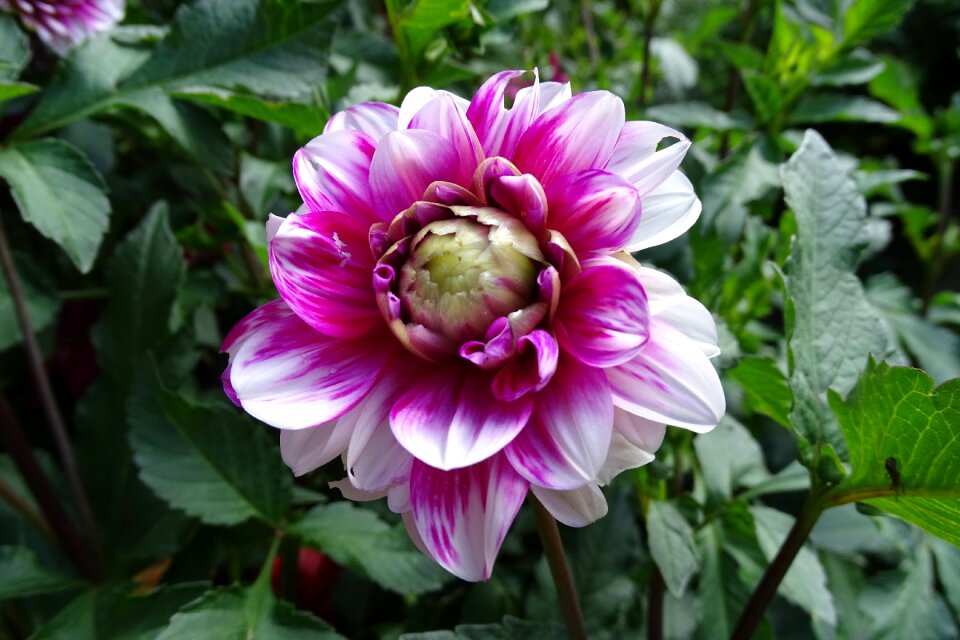 Dahlia flower dahlia garden garden plant