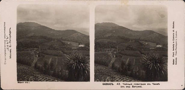 Svet. Caucasus. 043. Chakvi. Tea plantaton