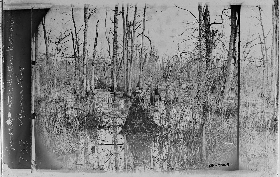 Swamp near Butler's Lookout on the Appomatox River, Virginia. - NARA - 525108
