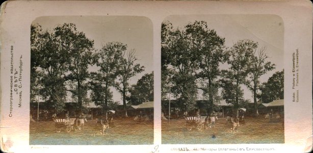 Svet. Caucasus. 041. Elizavetpol. Platans