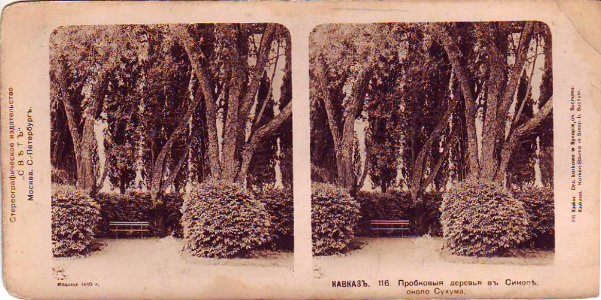Svet. Caucasus. 116. Corkwood in Sinop