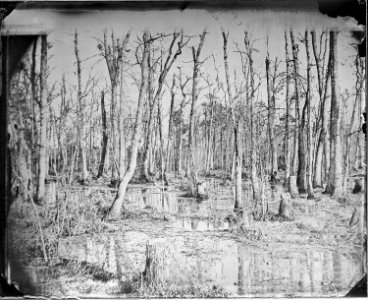 Swamps near the Appomattox River, Va (4166987858)