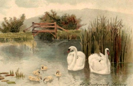 Swans and Cygnets in Rudgwick photo