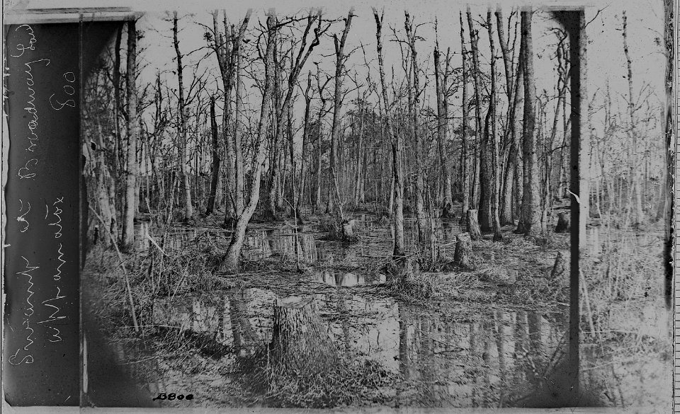 Swamp near Appomatox River, Va - NARA - 525205