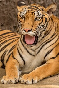 Wildlife zoo brown tiger photo