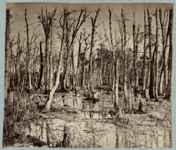 Swamp on Appomattox River, Va., near Broadway Landing LCCN2012649221