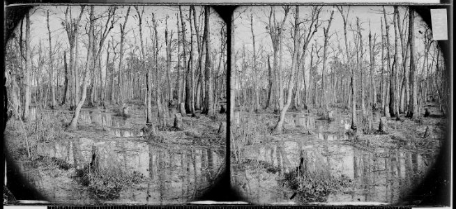 Swamps near the Appomattox River, Va - NARA - 525011