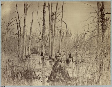 Swamp on Appomattox River; near Broadway Landing LCCN2012649223