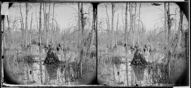Swamps near the Appomattox River from which the Confederates were driven at the point of the bayonet. - NARA - 525013