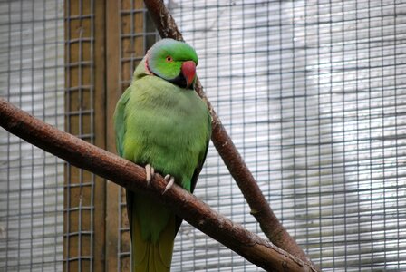Parrot animal wildlife photo