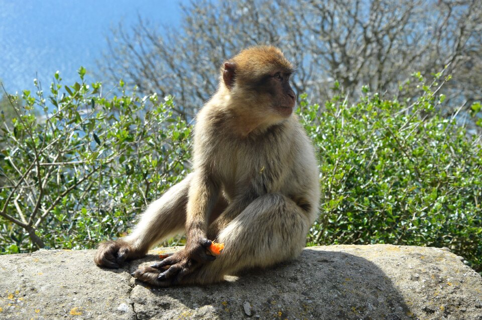 Barbary ape monkey rock gibraltar