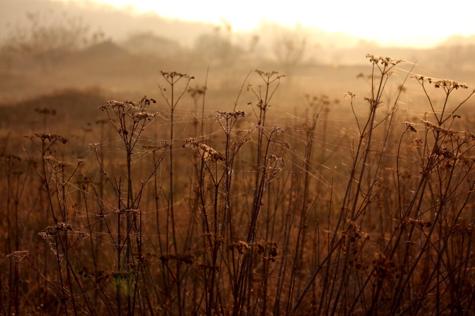 Autumn plants camp