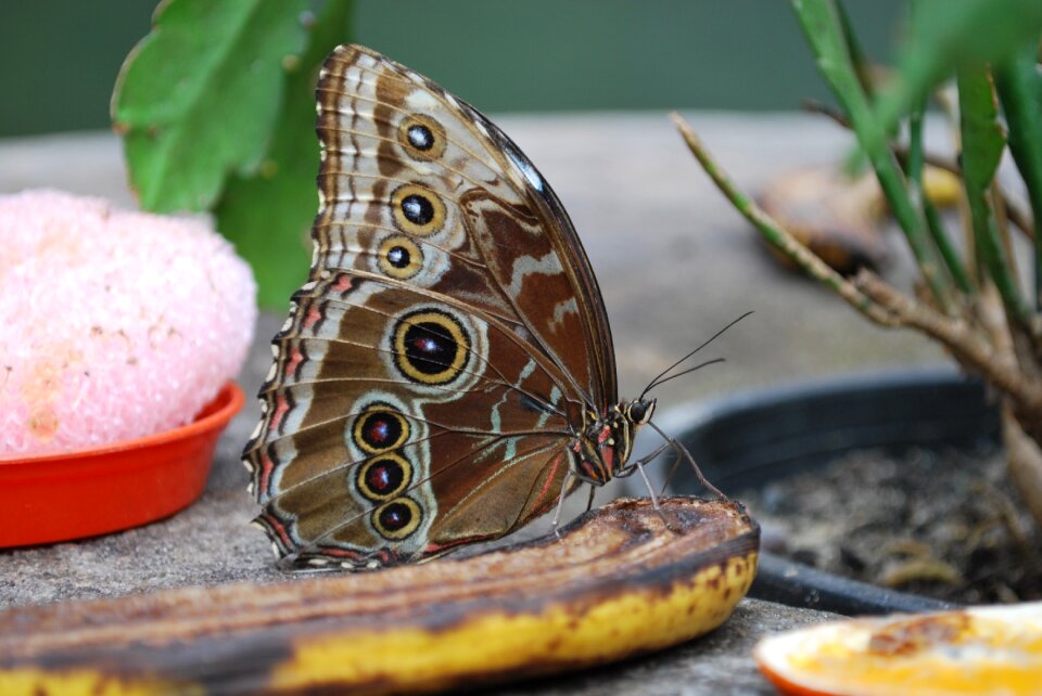 Animal summer wildlife
