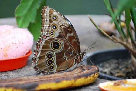 Animal summer wildlife photo