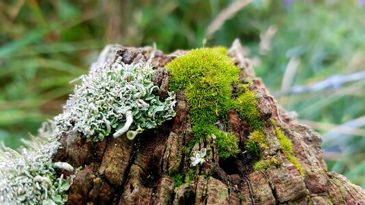 Wood weathered bemoost