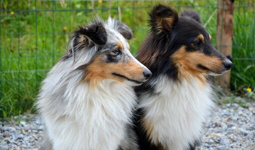 Heads profiles female and male domestic animal photo