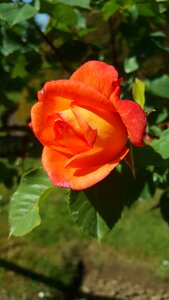 Orange flower garden nature