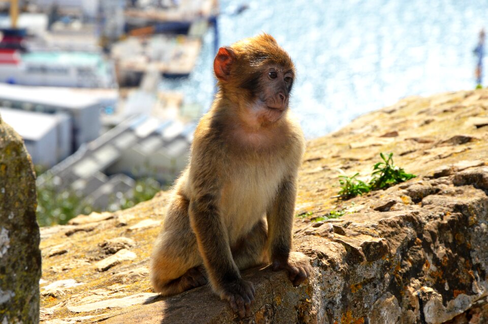 Barbary ape monkey rock gibraltar