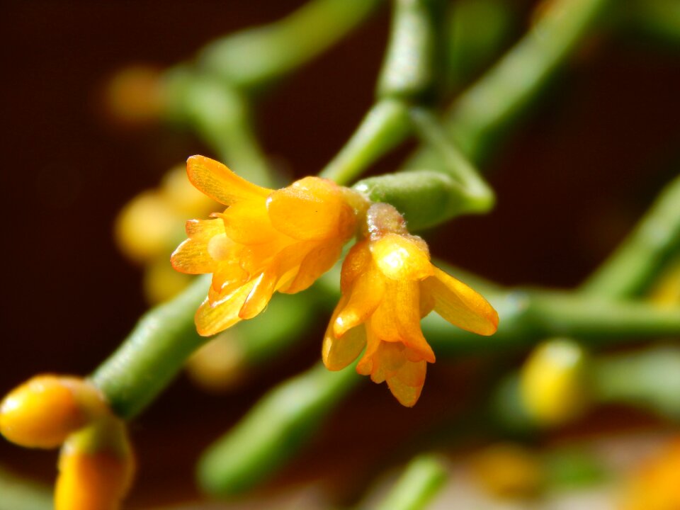 Succulent flower macro