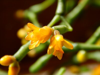 Succulent flower macro