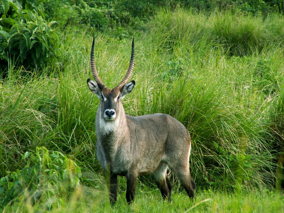 Africa animal wildlife