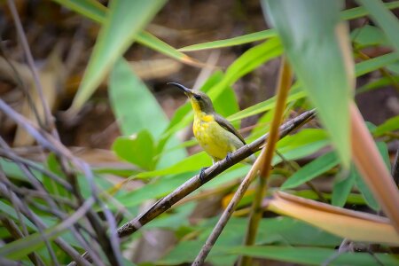 Birds yellow cute