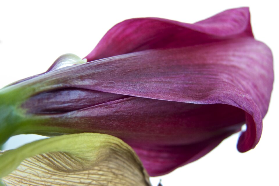 Amaryllis button red
