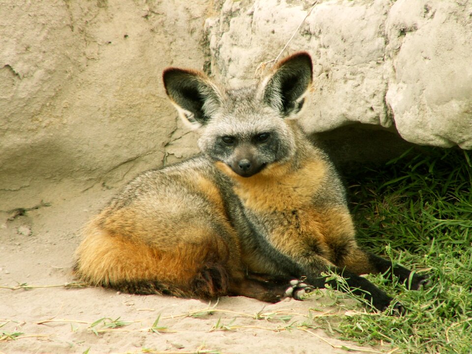 Animal ears wildlife