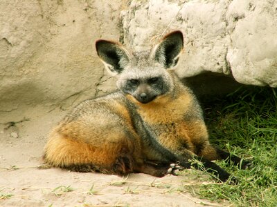 Animal ears wildlife