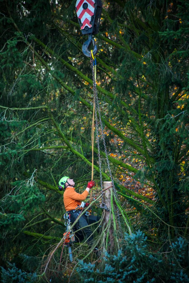 Fir tree climb saw