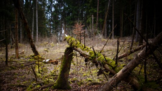 Wood nature moss