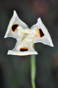 Singapore botanic garden white blooming flower