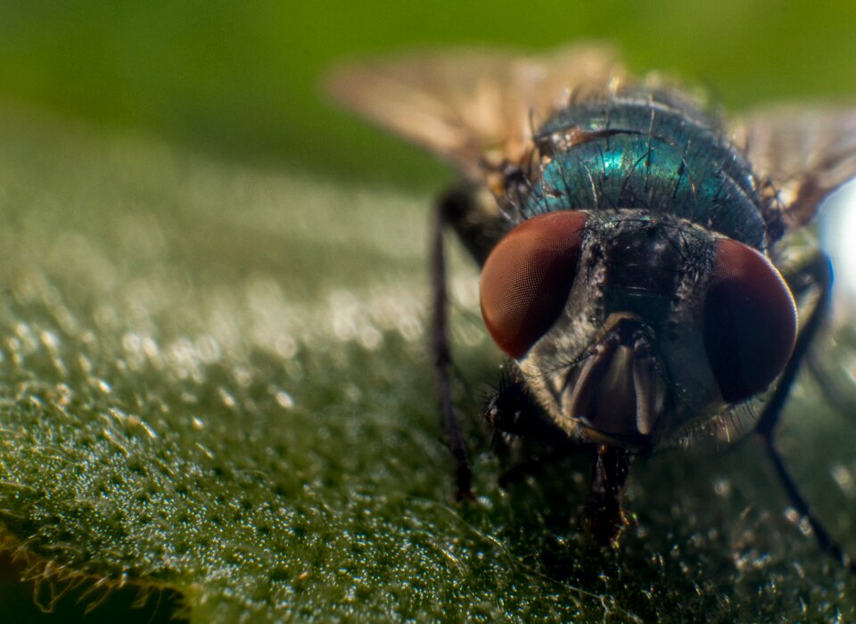 Insect close up animal photo