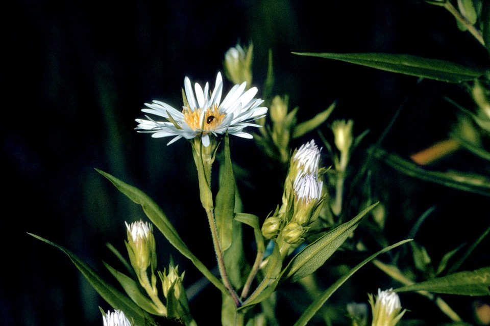 Symphyotrichum puniceum NRCS-1