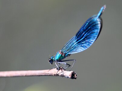 Dragonfly insect spreewald